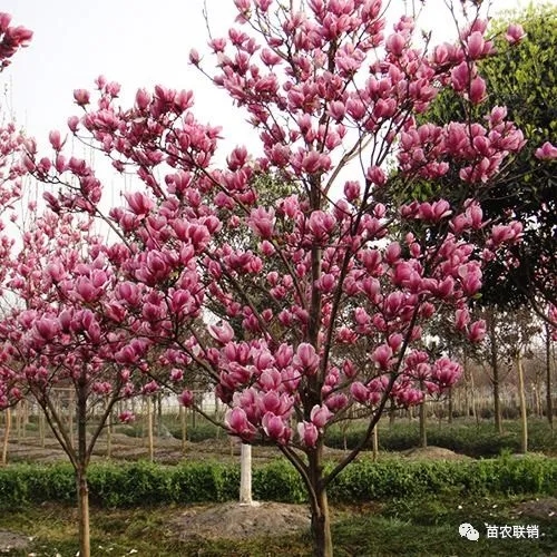 <b><红玉兰>价格2021年最新南京，​最低批发价，可供园林工程绿化苗木，入圃苗，</b>
